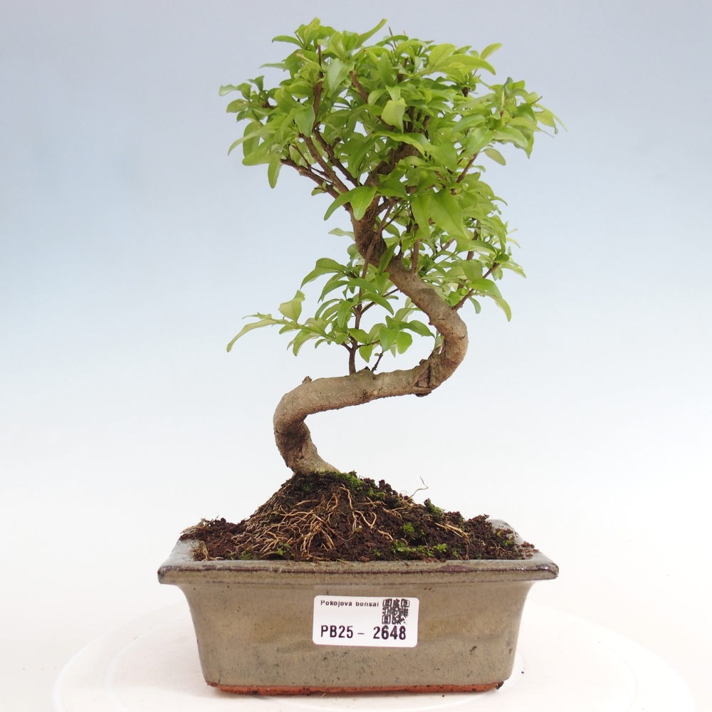 Zimmerbonsai - Ligustrum chinensis - Vogelperspektive