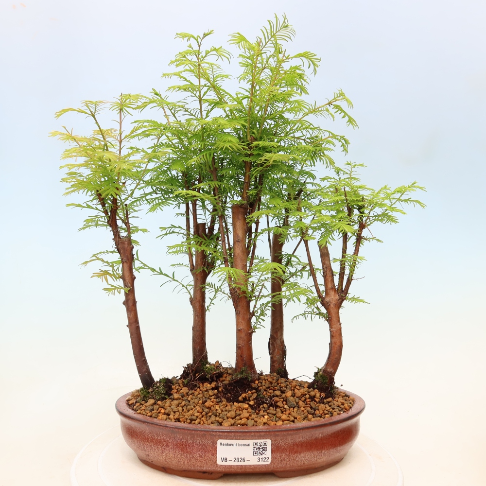 Bonsai für den Außenbereich – Metasequoia glyptostroboides – Chinesische Metasequoia – Wäldchen