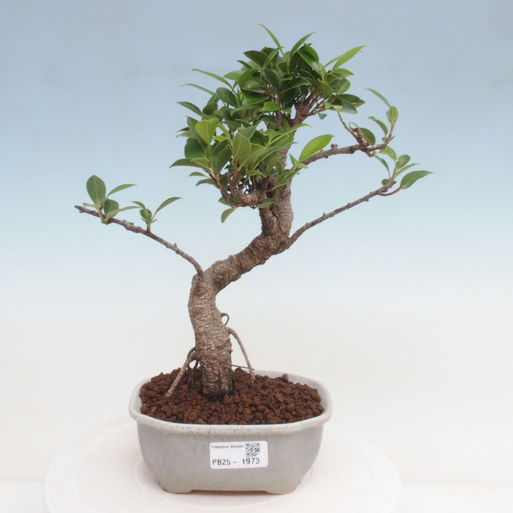 Indoor-Bonsai - Ficus retusa - kleiner Ficus