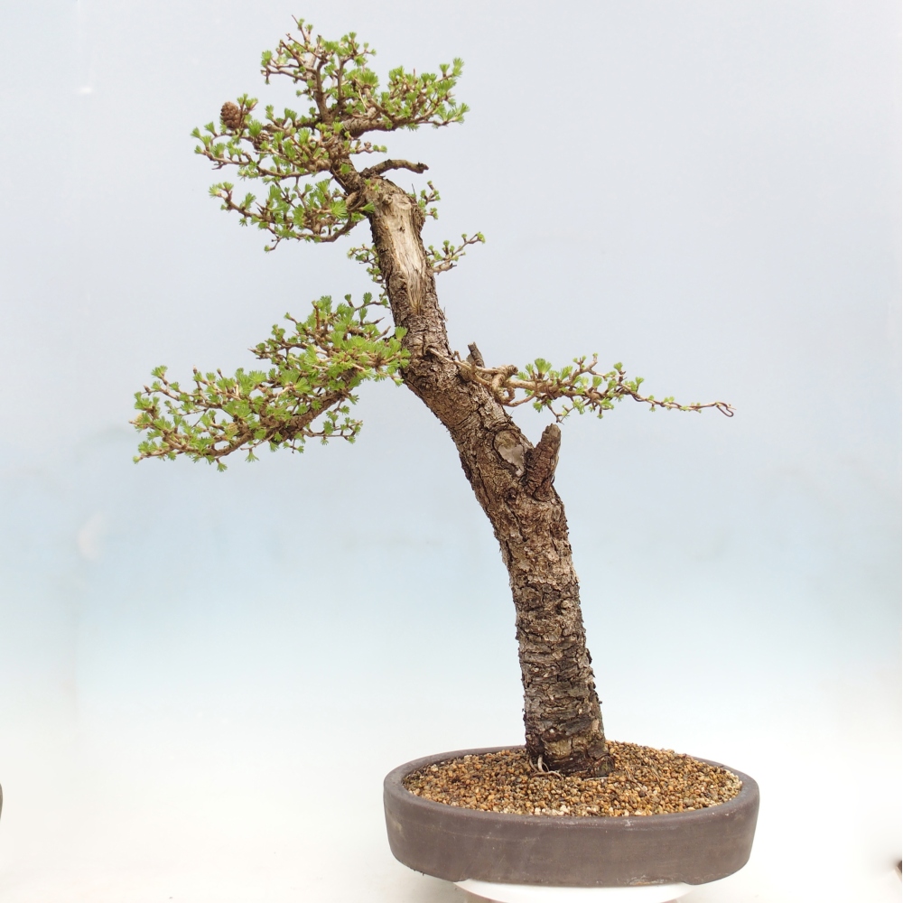 Outdoor-Bonsai -Larix decidua - Lärche - nur Palettentransport
