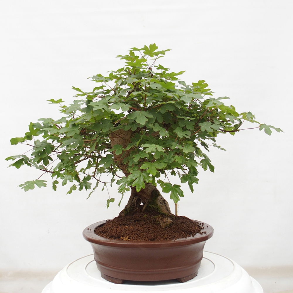 Outdoor-Bonsai - Acer Campestre - Baby-Ahorn