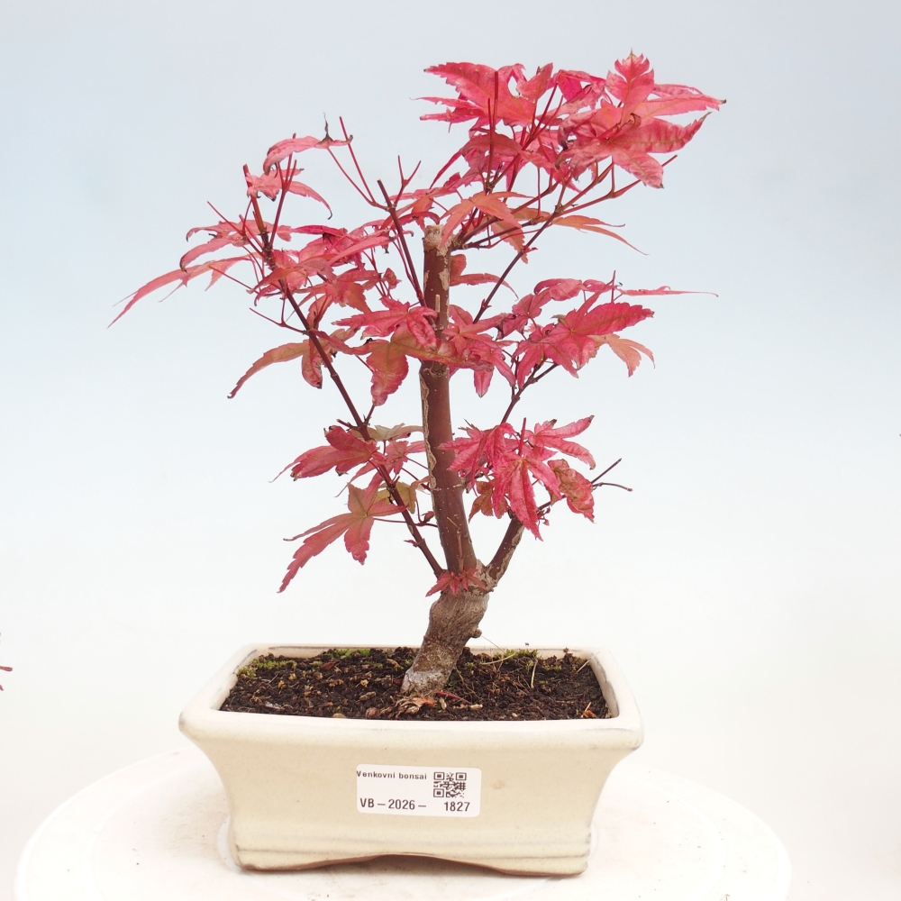 Bonsai für draußen - Acer palmatum DESHOJO
