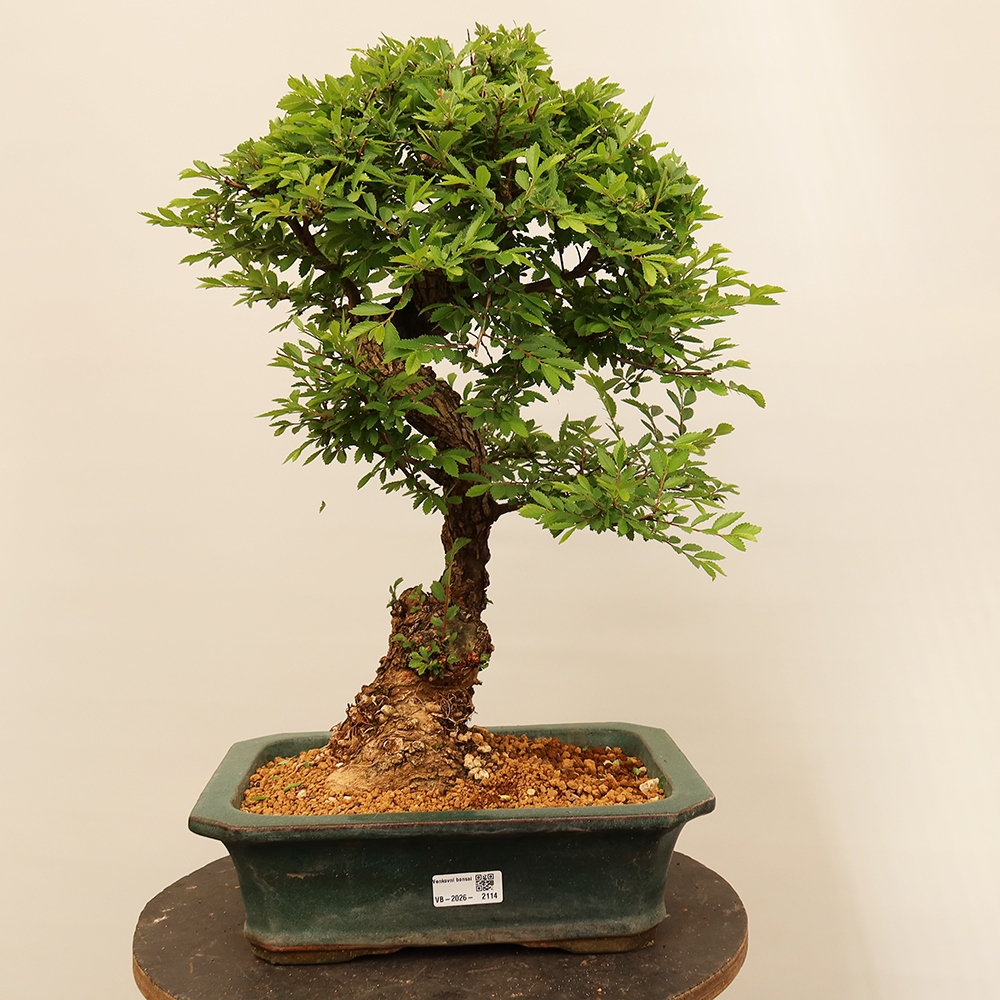 Bonsai im Freien - Zelkova - Zelkova NIRE
