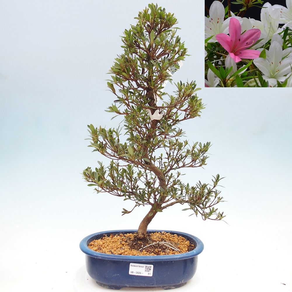 Bonsai für draußen - Japanische Azalee - Azalea Hakurin