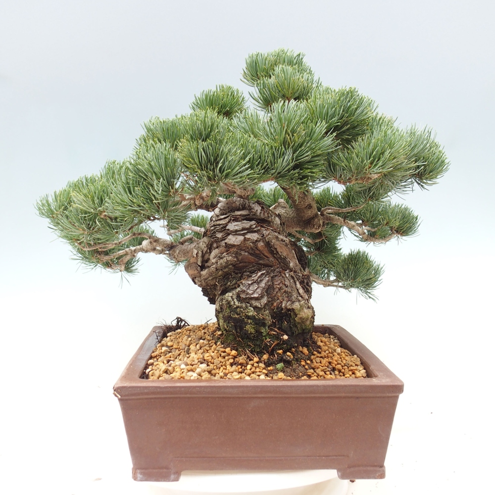 Bonsai im Freien - Pinus parviflora - kleine Kiefer