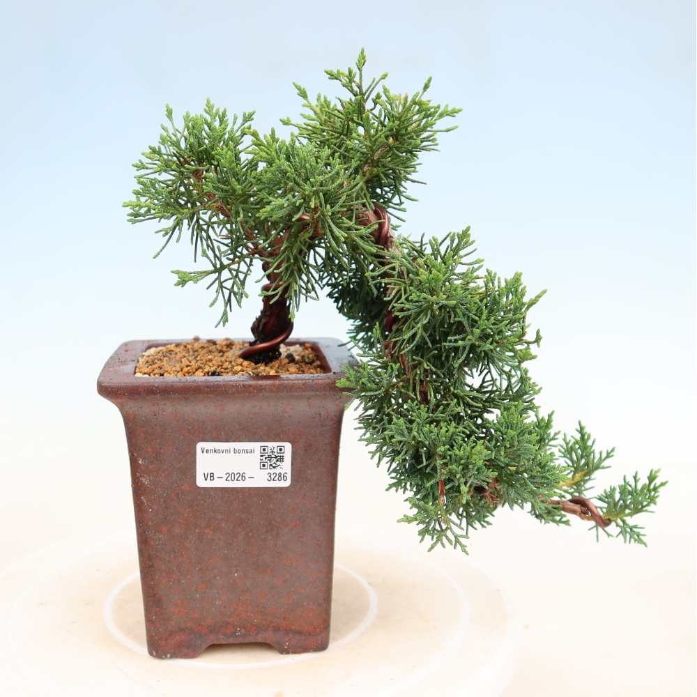 Bonsai für draußen - Juniperus chinensis Kishu
