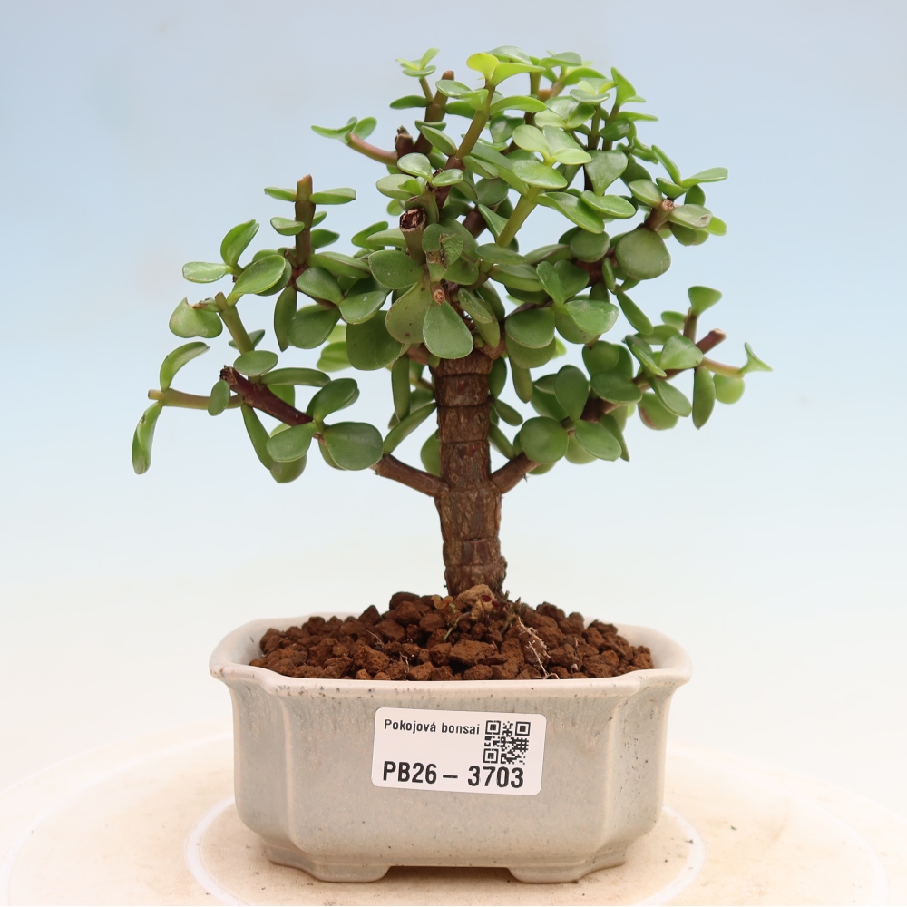 Zimmer Bonsai - Portulakaria Afra - Tlustice