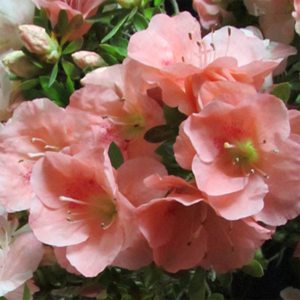 Bonsai im Freien - Japanische Azalee - Azalea Toki