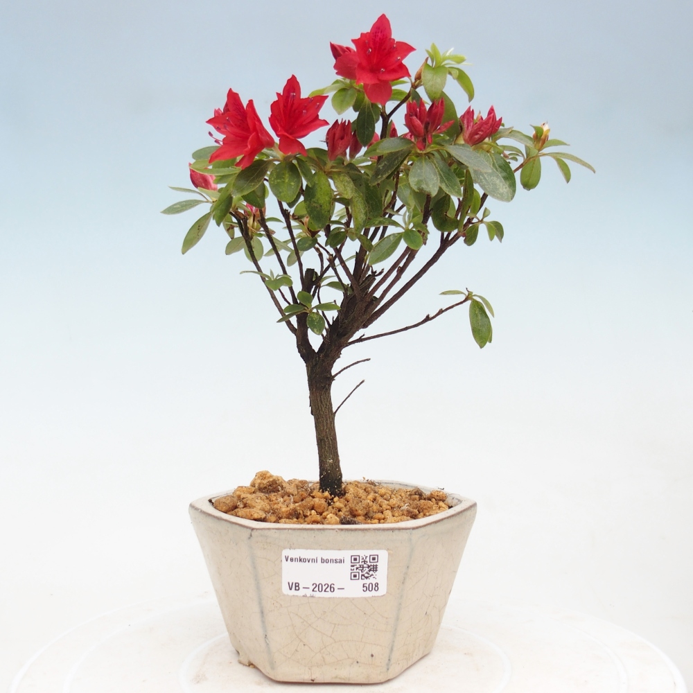 Bonsai für draußen - Japanische Azalee - Azalea sp.
