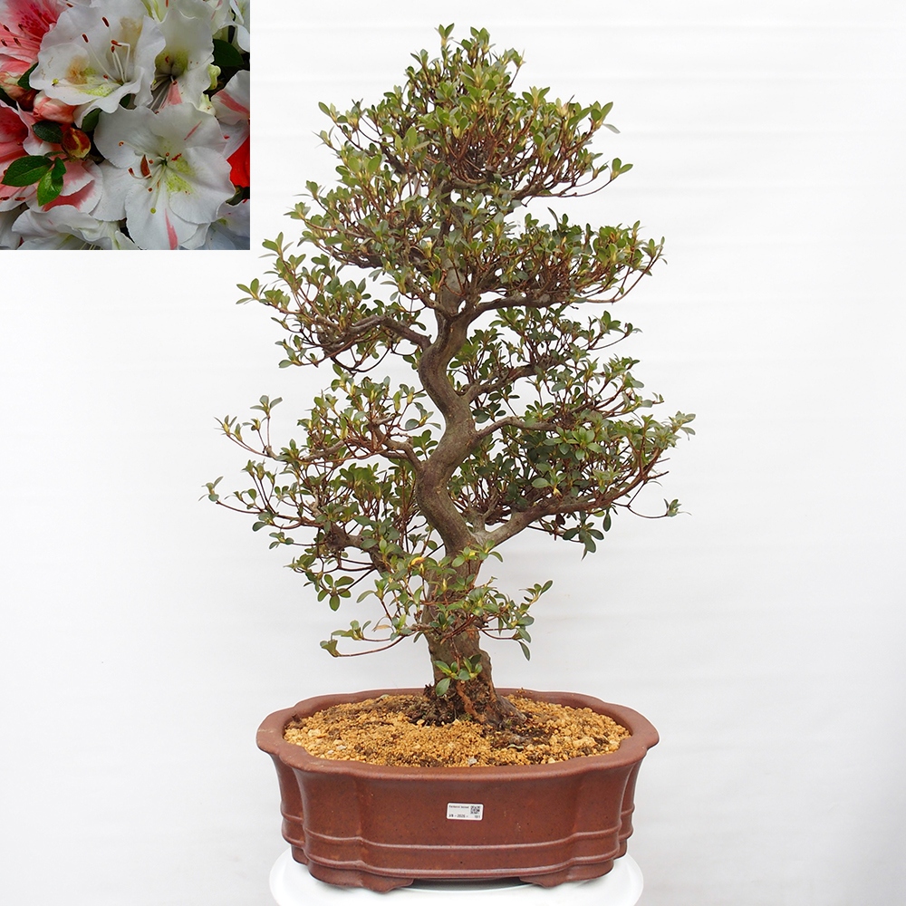 Bonsai für draußen - Japanische Azalee - Azalea Sansei