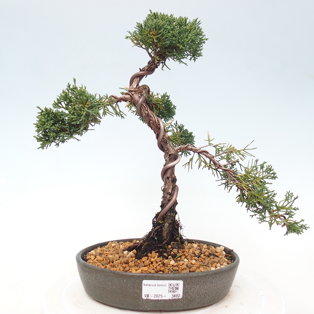 Bonsai für draußen - Juniperus chinensis Kishu