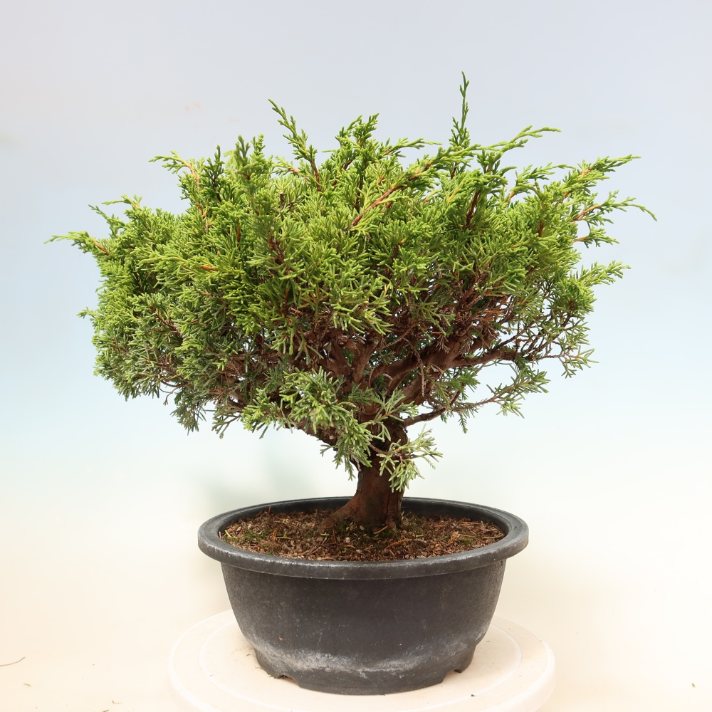 Bonsai für draußen - Juniperus chinensis Itoigawa-Juniperus chinensis