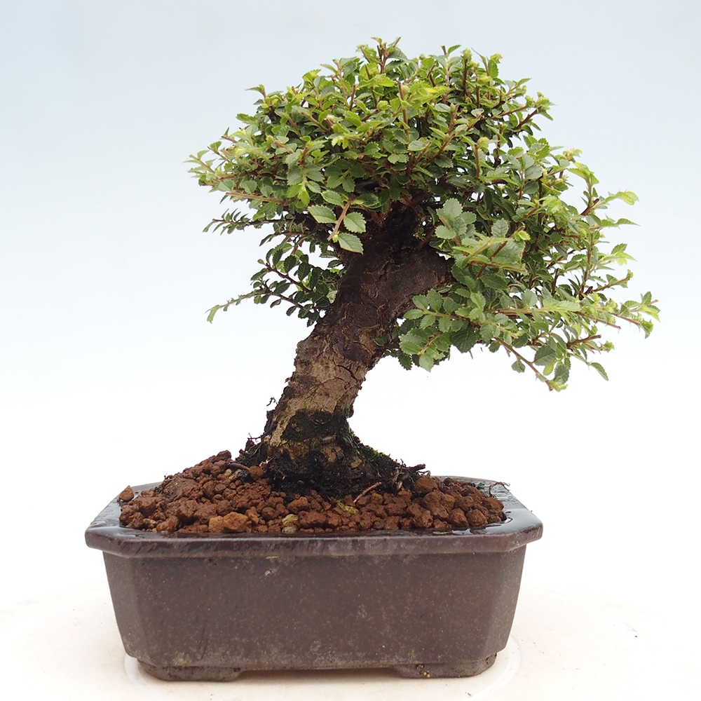 Bonsai im Freien - Ulmus parvifolia Hokkaido - Chinesische Ulme