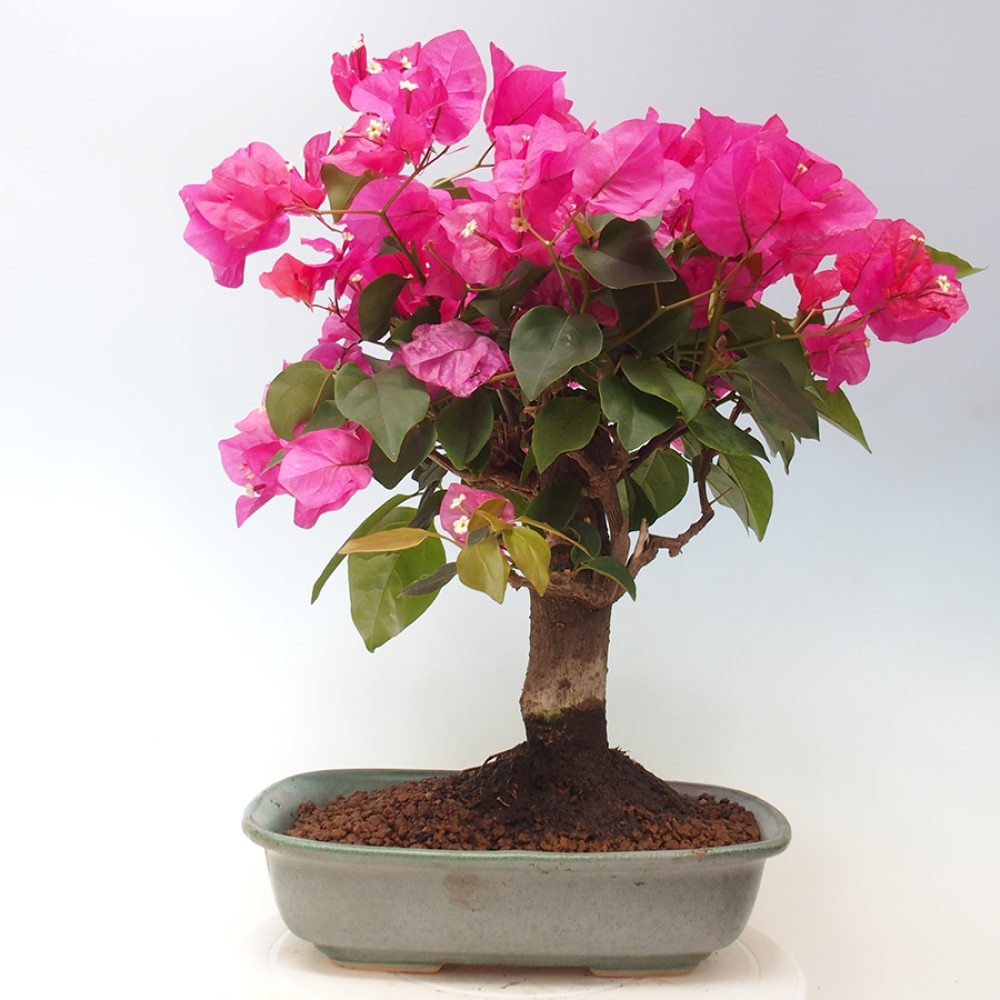 Indoor Bonsai - Bouganwilea