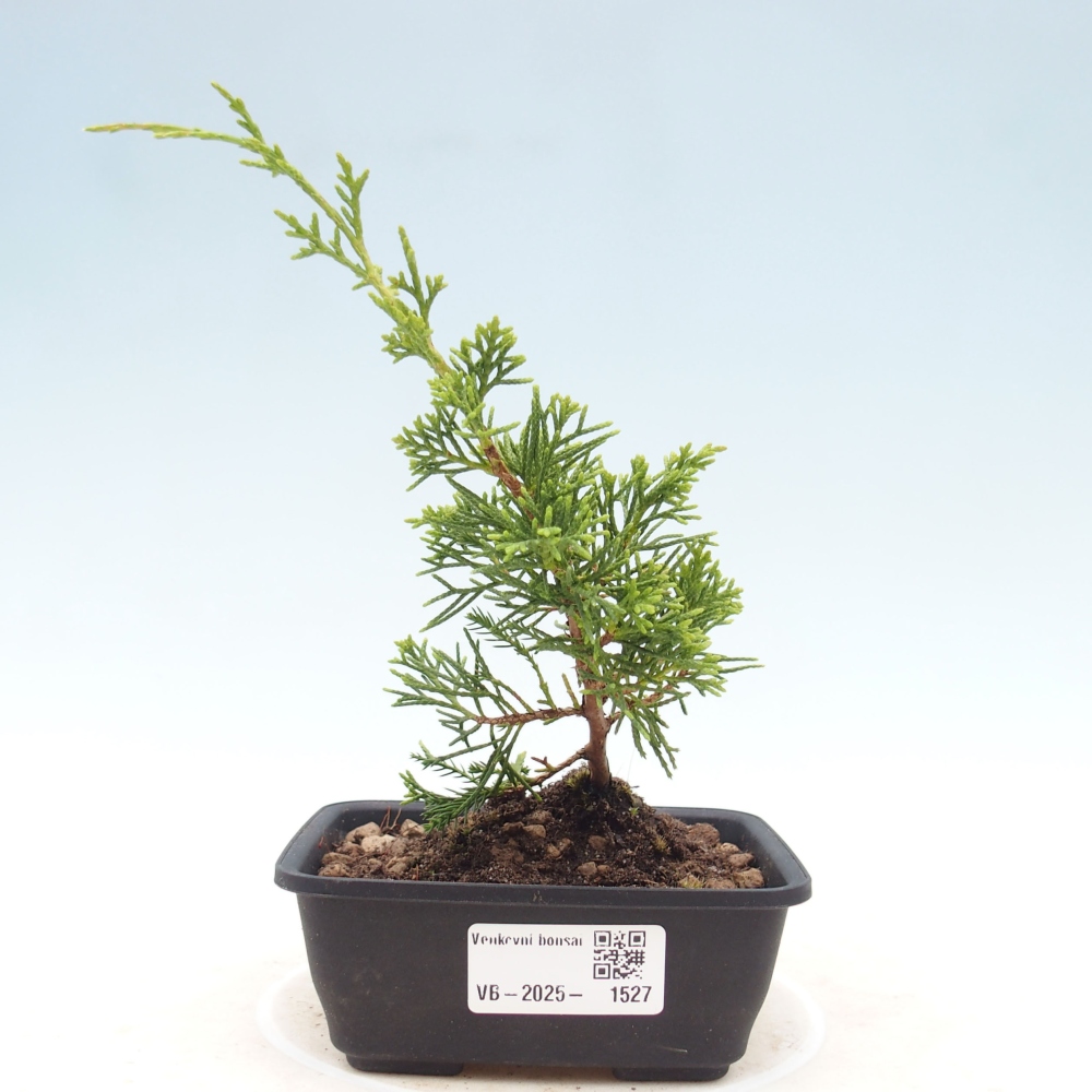 Outdoor bonsai - Juniperus chinensis Itoigawa - Chinese juniper