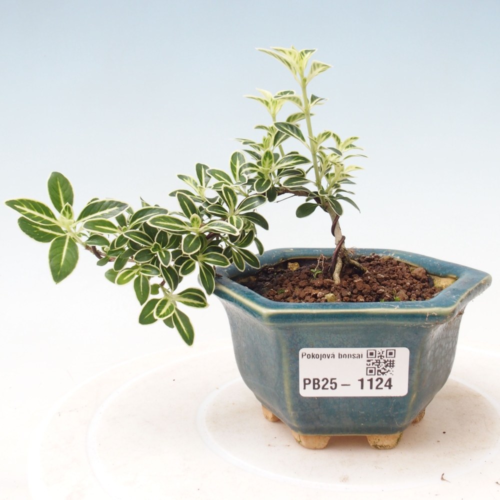 Zimmerbonsai - Serissa foetida Variegata - Baum der tausend Sterne
