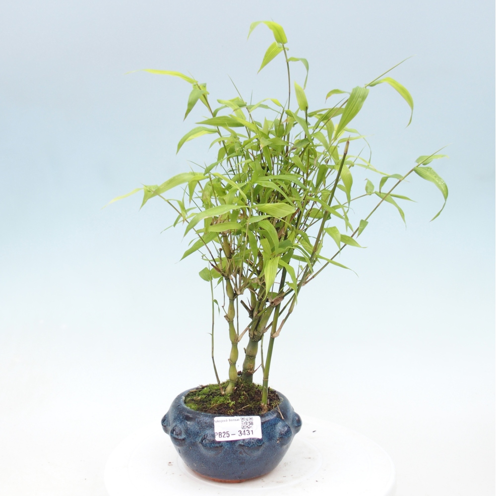 Zimmer Bonsai - Bambus budha-Bambus budha bauch