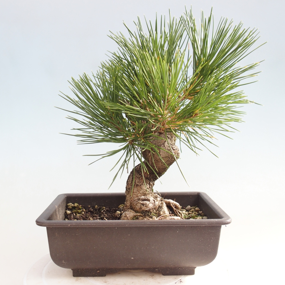 Bonsai für draußen - Pinus thunbergii - Thunberg-Kiefer