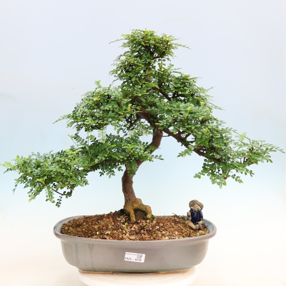 Zimmer Bonsai - Zantoxylum piperitum - Pfefferbaum