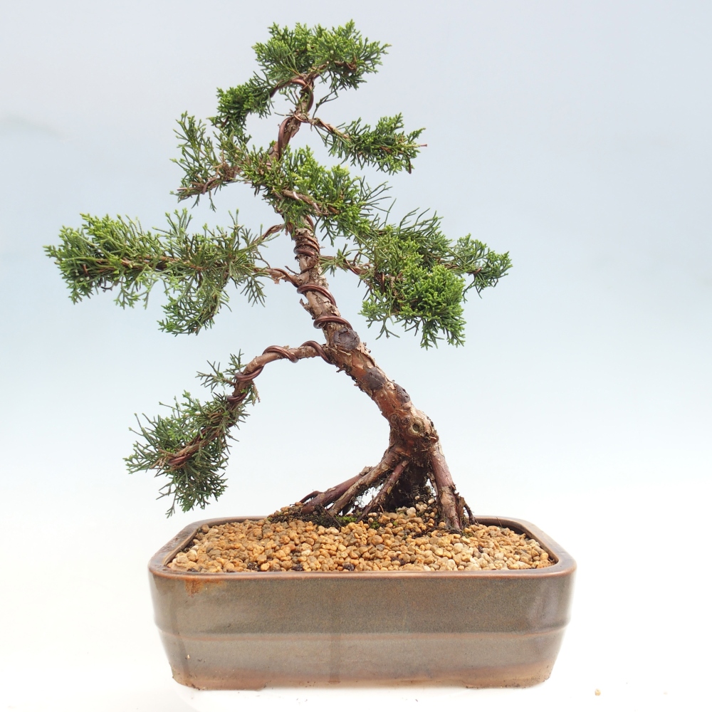 Outdoor-Bonsai - Juniperus chinensis Kishu - Chinesischer Wacholder