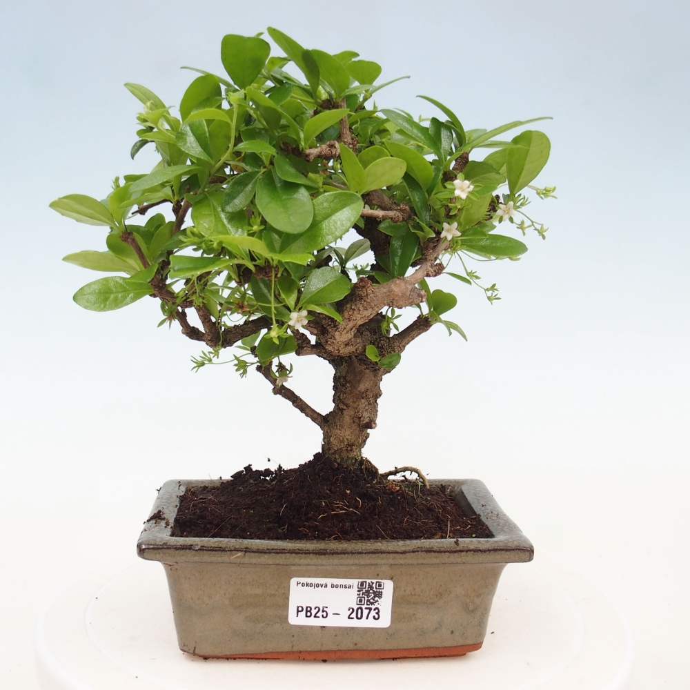 Zimmerbonsai - Carmona Macrophylla - Fuki-Tee