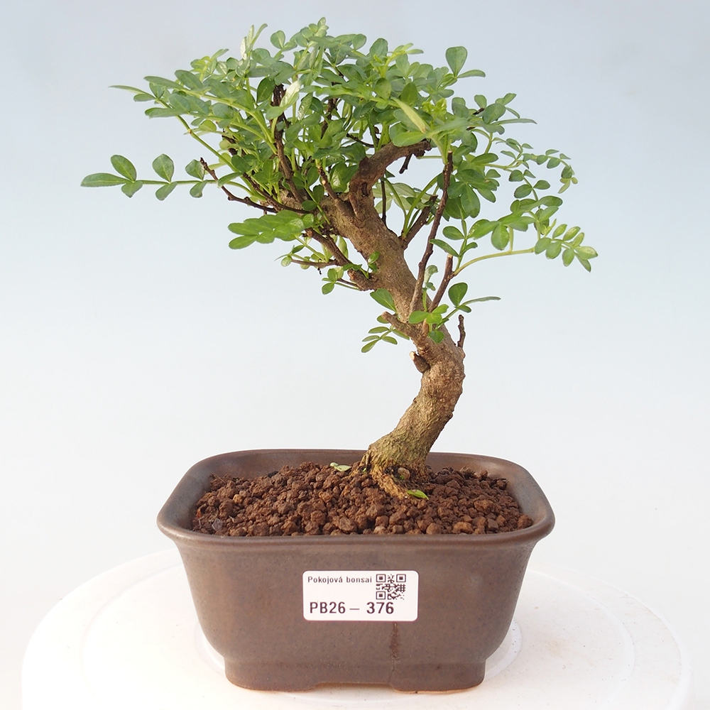 Zimmer Bonsai - Zantoxylum piperitum - Pfefferbaum