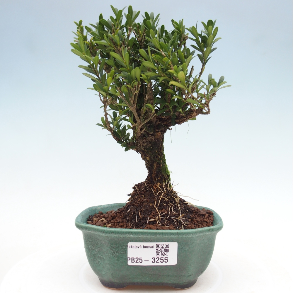 Zimmer Bonsai - Buxus harlandii - Korkbuxus