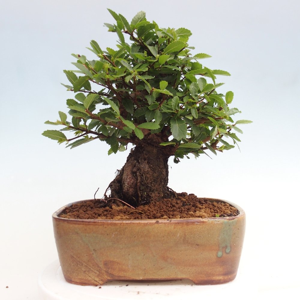 Bonsai im Freien - Zelkova - Zelkova NIRE