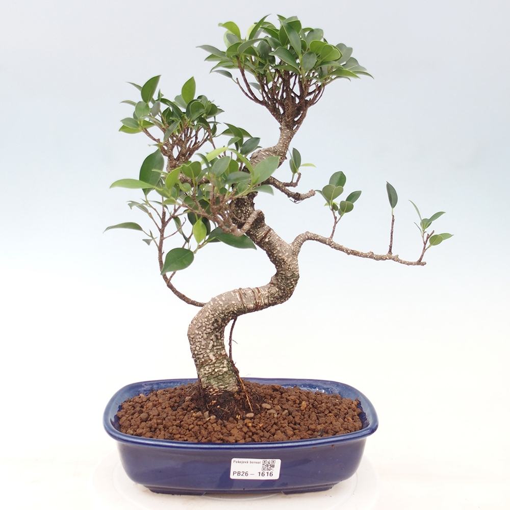 Zimmerbonsai - Ficus kimmen - Kleinblättriger Ficus