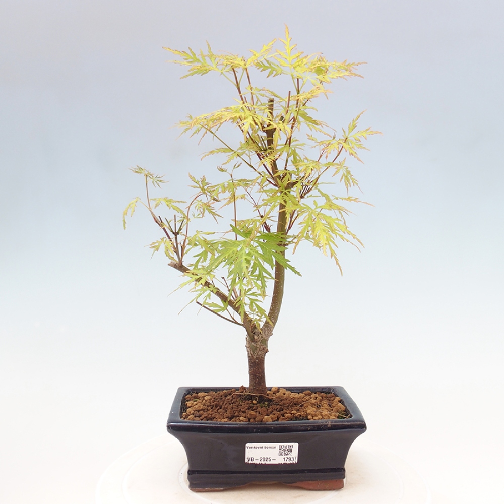 Bonsai im Freien - Acer palmatum Dissectum - japanischer Ahorn 
