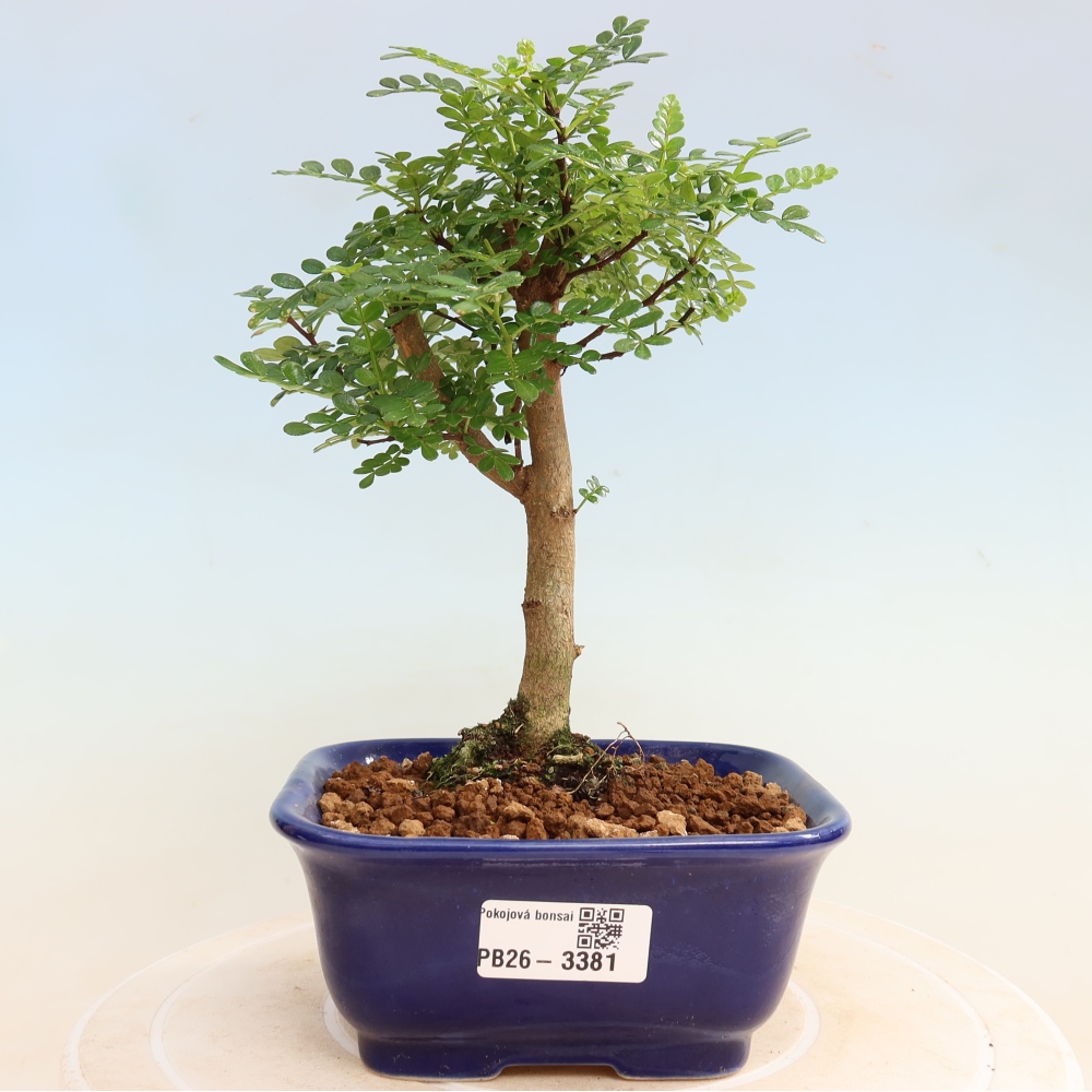 Zimmer Bonsai - Zantoxylum piperitum - Pfefferbaum