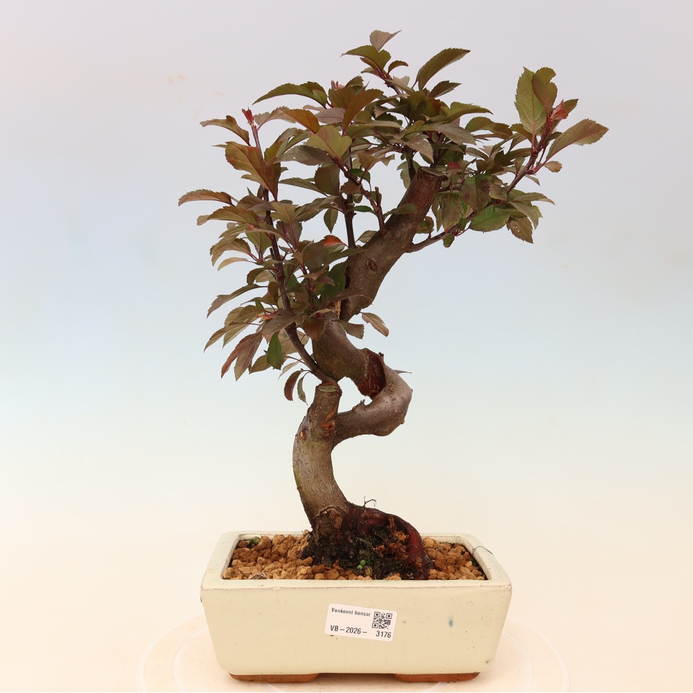 Outdoor-Bonsai -Malus domestica - Kleinfrüchtiger rotblättriger Apfelbaum
