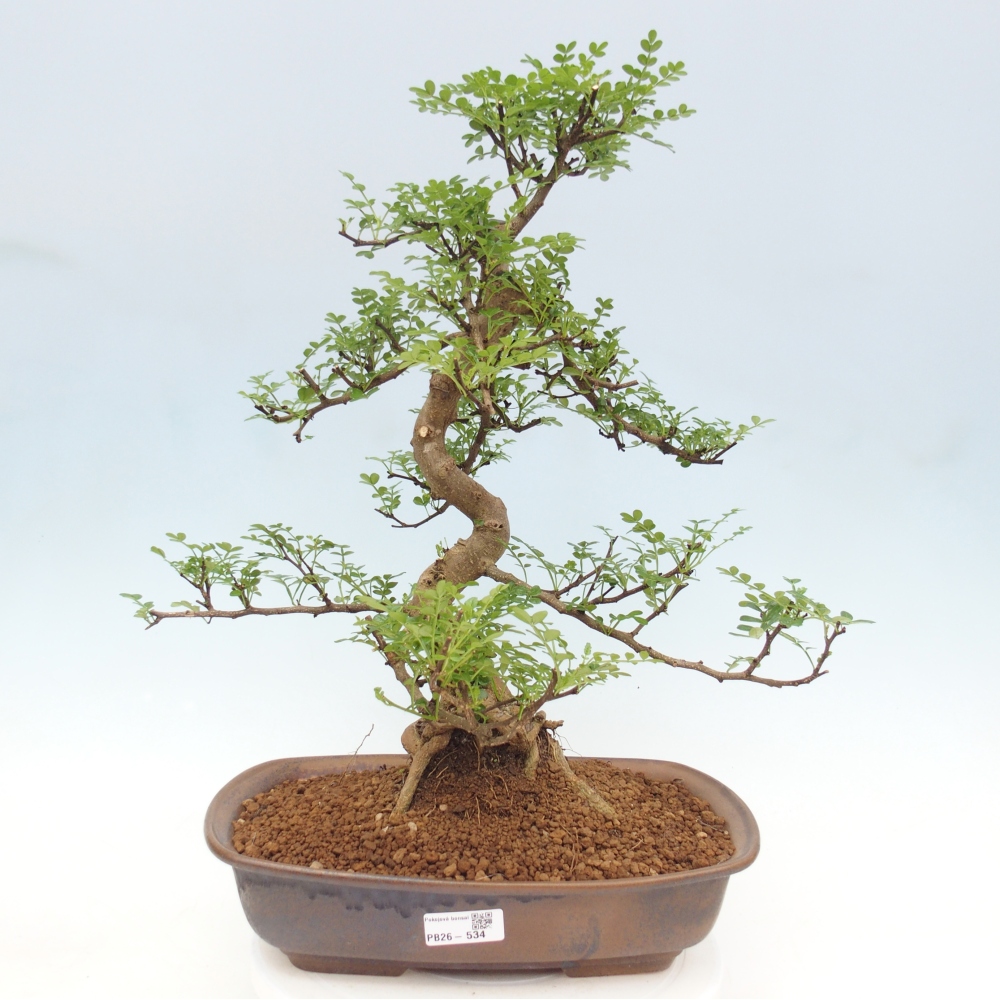Zimmer Bonsai - Zantoxylum piperitum - Pfefferbaum