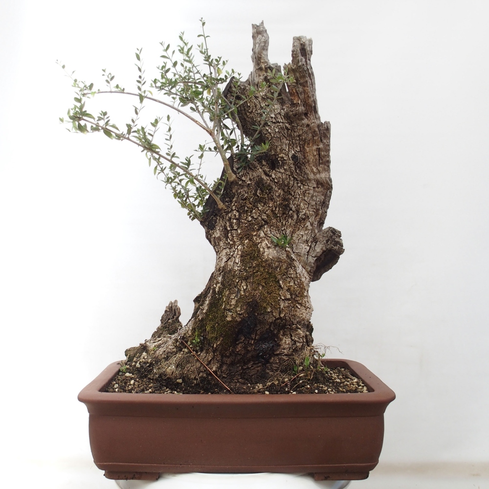 Indoor-Bonsai - Olea europaea sylvestris - Europäisches kleinblättriges Olivenöl