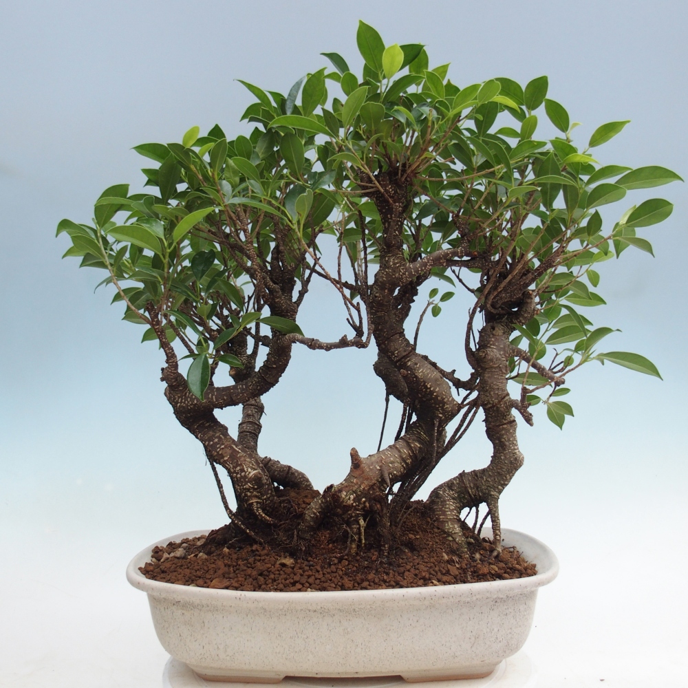 Zimmerbonsai - Ficus kimmen - Kleinblättriger Ficus
