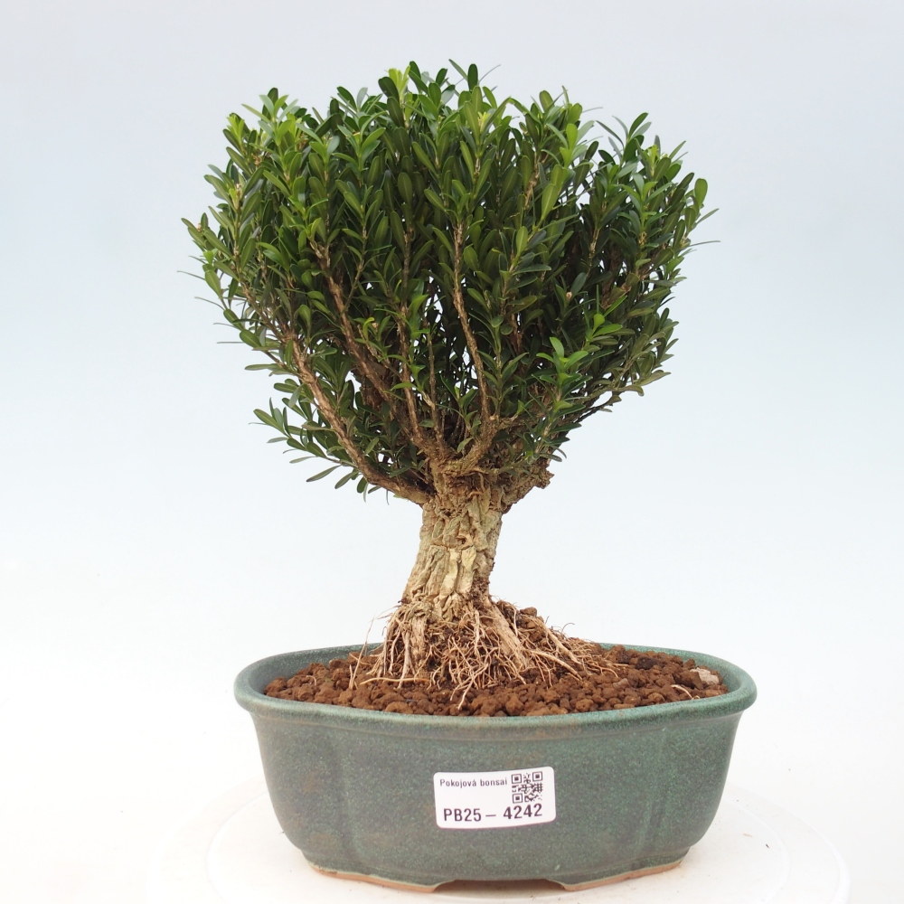 Zimmer Bonsai - Buxus harlandii - Korkbuxus