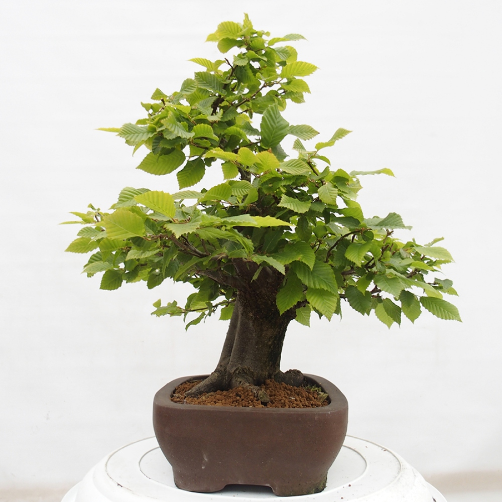 Bonsai im Freien - Hainbuche - Carpinus betulus