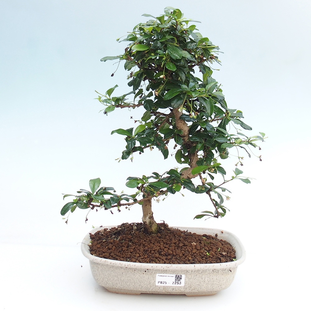 Zimmer Bonsai - Carmona macrophylla - Tea Fuki