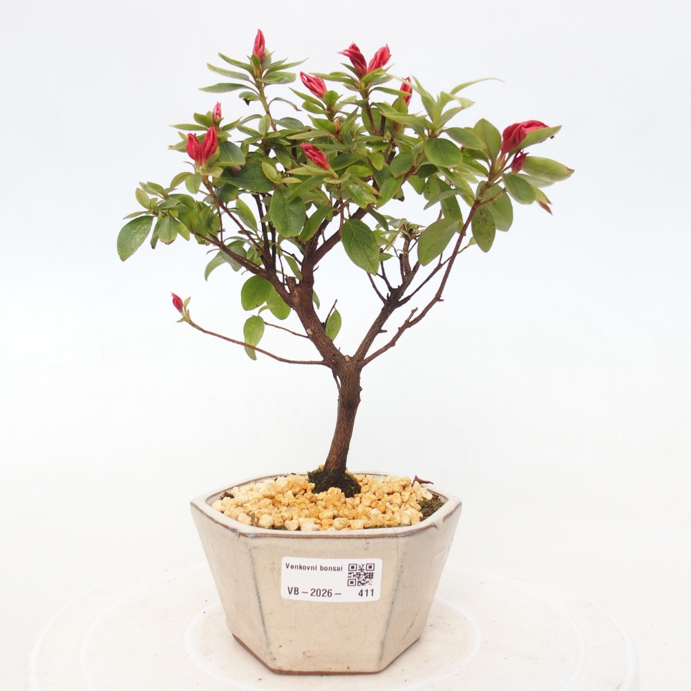Bonsai für draußen - Japanische Azalee - Azalea sp.