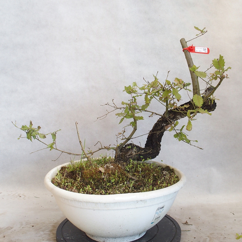 Freilandbonsai Quercus Cerris - Eiche Cer
