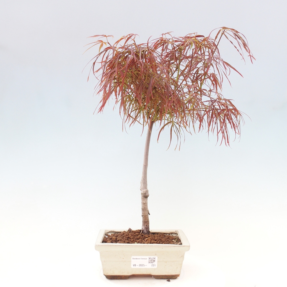Bonsai im Freien - Acer palmatum RED PYGMY