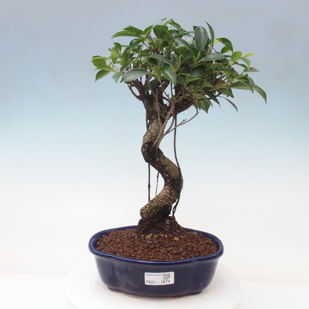 Indoor-Bonsai - Ficus retusa - kleiner Ficus