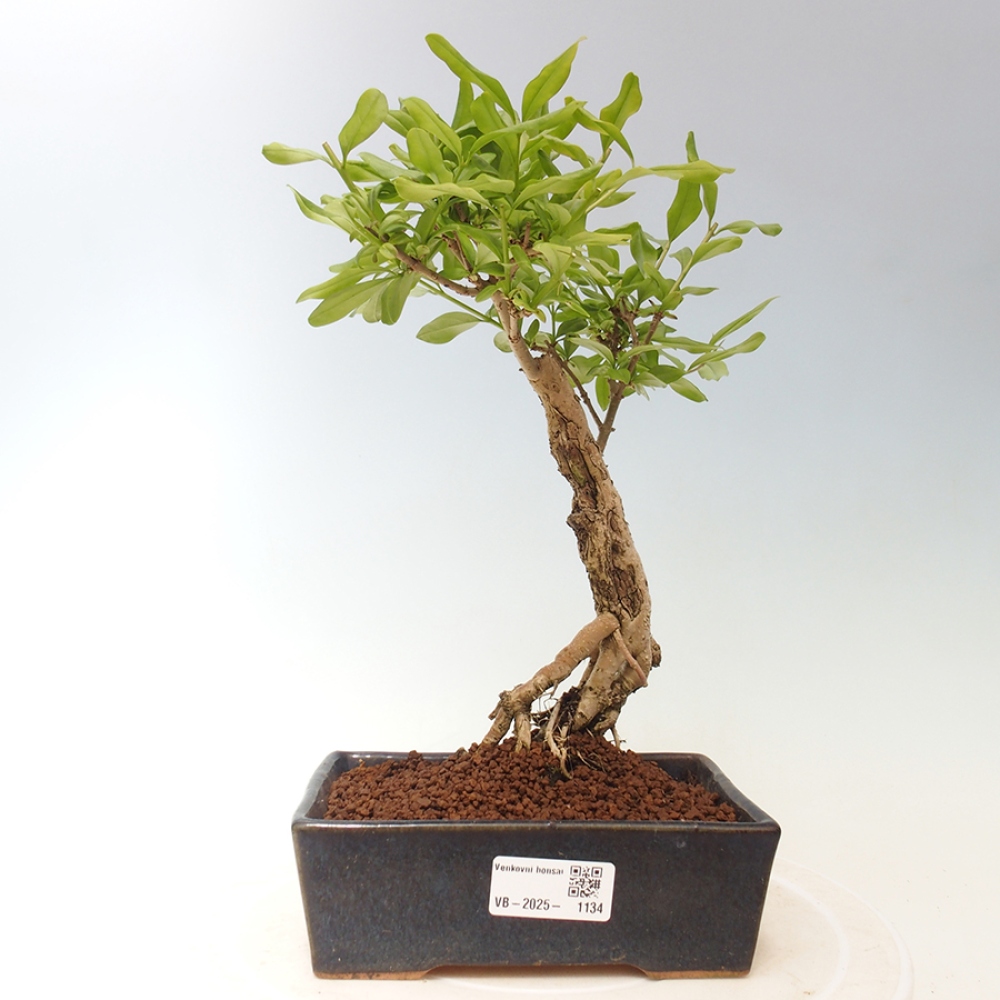 Outdoor-Bonsai - Prunus spinosa - Schwarzdorn