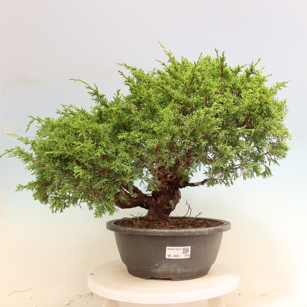 Bonsai für draußen - Juniperus chinensis Itoigawa-Juniperus chinensis