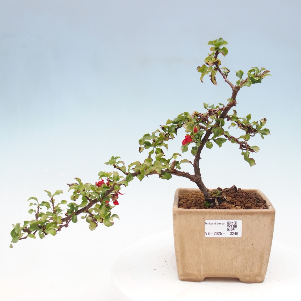 Außen Bonsai - Chaenomeles mit Red Joy -. Quitte