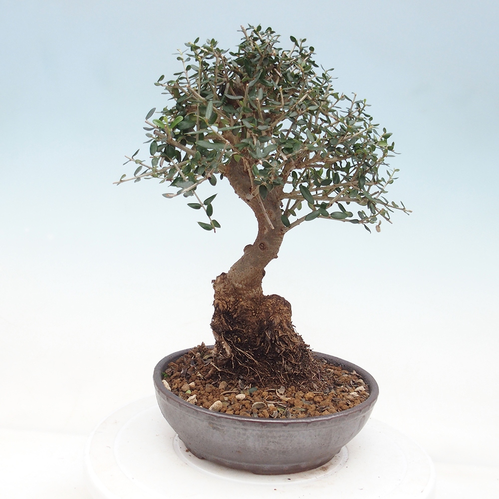 Zimmerbonsai - Olea europaea sylvestris