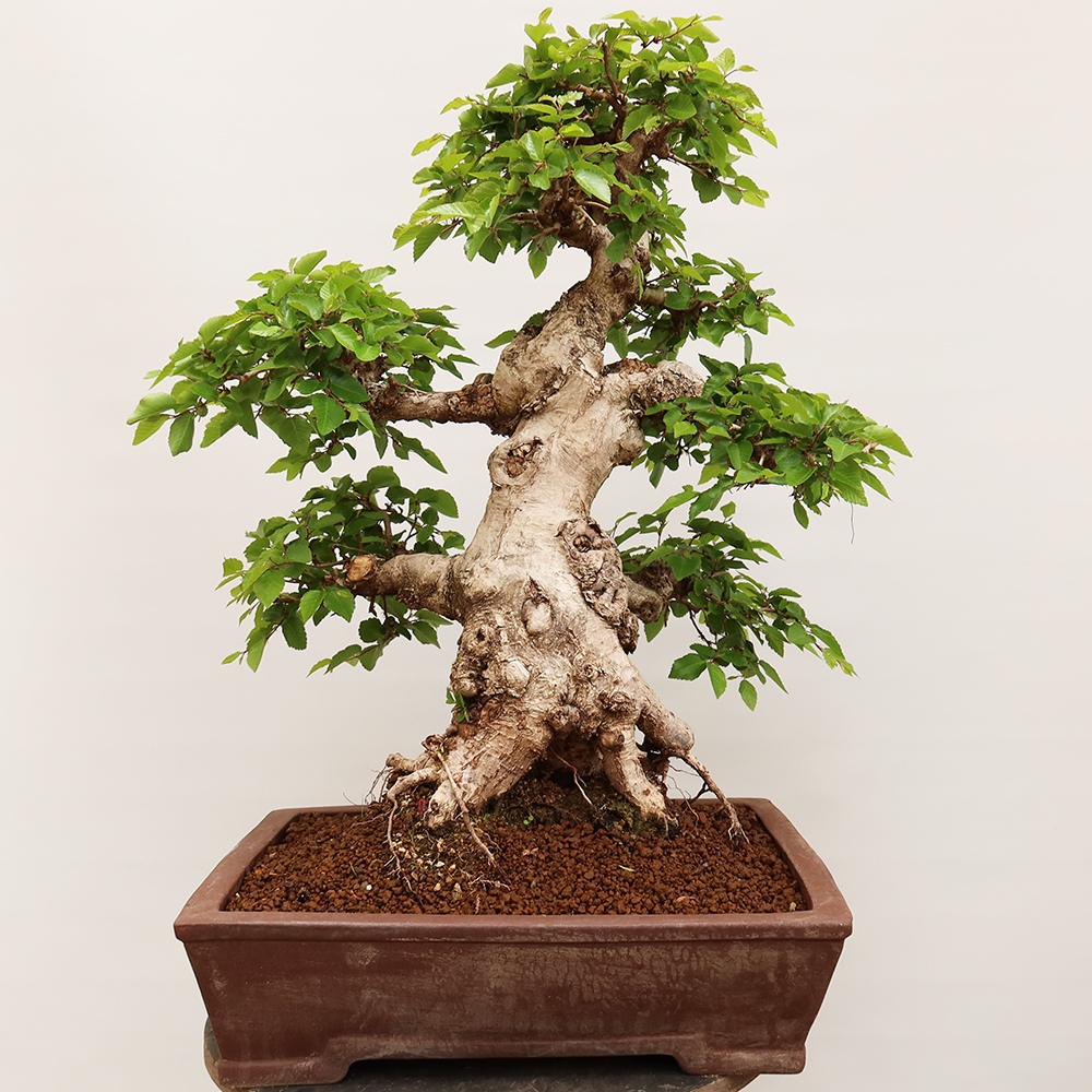 Bonsai im Freien - Carpinus Coreana - Koreanische Hainbuche