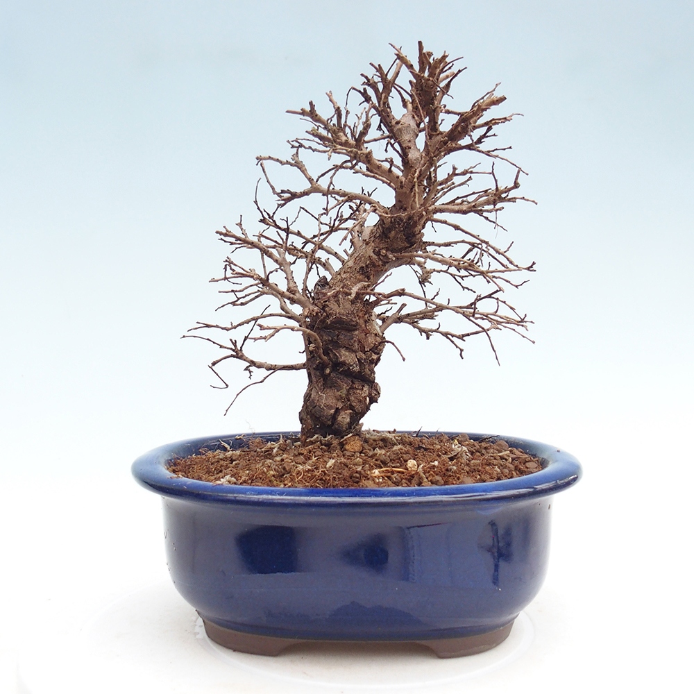 Bonsai für draußen - Zelkova - Zelkova NIRE