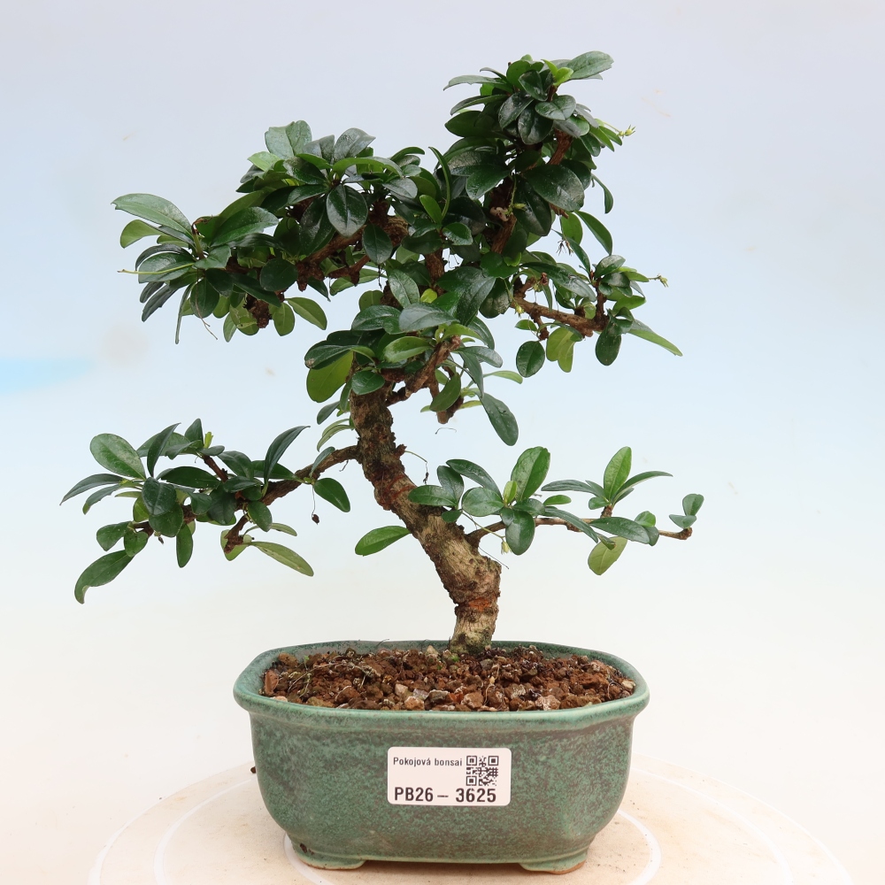 Zimmer-Bonsai - Carmona macrophylla - Tee-Fuki