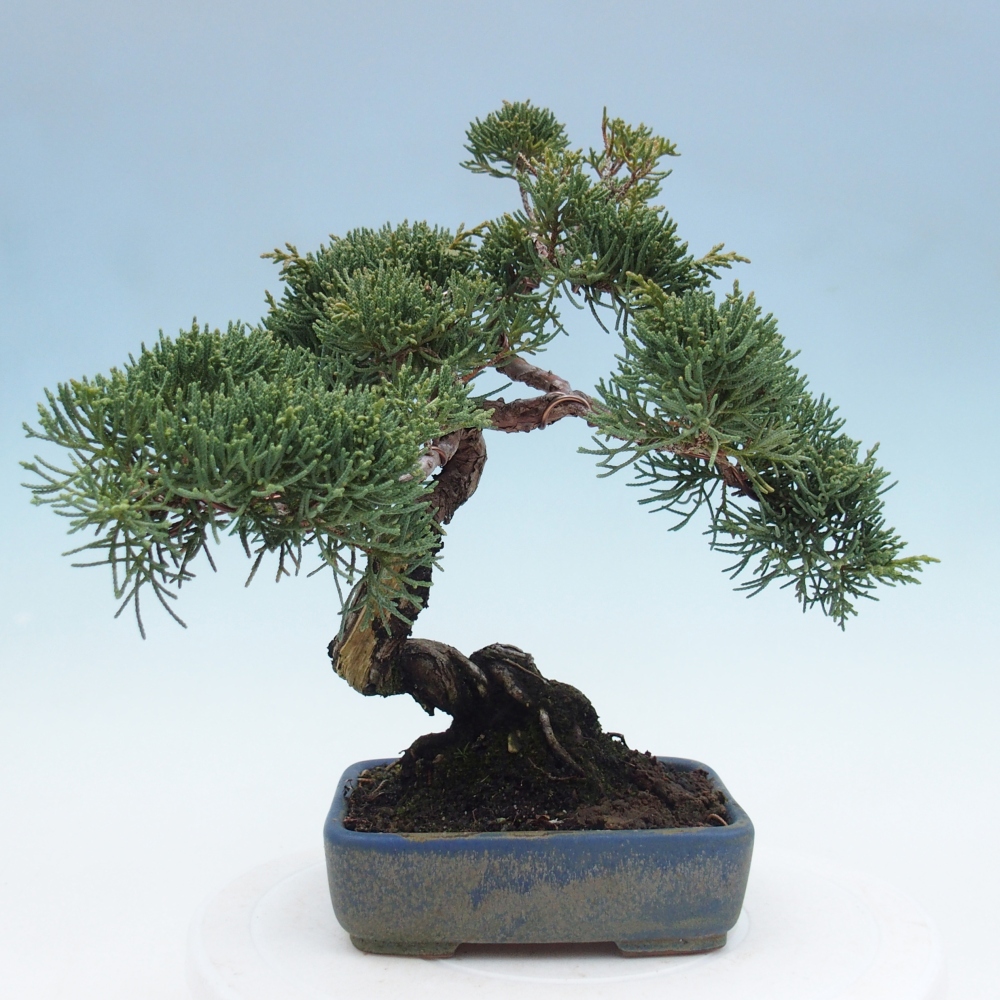 Outdoor-Bonsai - Juniperus chinensis Kishu - Chinesischer Wacholder